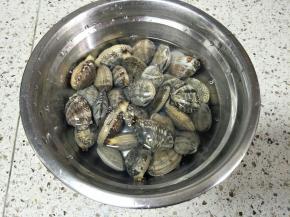 花蛤买回来用盐水再养养，以防有沙