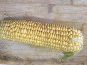将玉米洗净后切小段