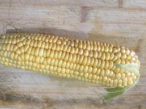 将玉米洗净后切小段