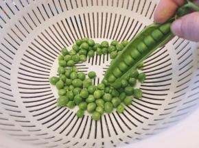 从中间线剥开满满的青豆粒