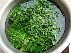 荠菜处理干净后洗净，放到锅中焯过水。