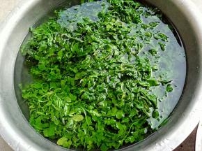 荠菜处理干净后洗净，放到锅中焯过水。