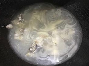 炖到鱼汤发白，捞起鱼骨丢弃