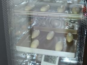 然后放在发酵箱里，先放一盆温水发酵箱底下，温度调为36度，湿度调为75%，时间60分钟，进行二次发酵