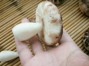 在蘑菇头底部用筷子扎个圆眼，把蘑菇把塞进去就完成了