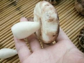在蘑菇头底部用筷子扎个圆眼，把蘑菇把塞进去就完成了