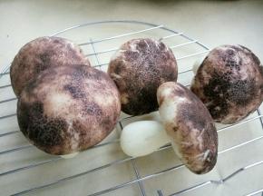 可以以假乱真了