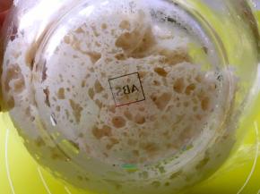 发酵好的酵头能看到很多孔洞，有点像蜂巢，闻起来有淡淡的酸味