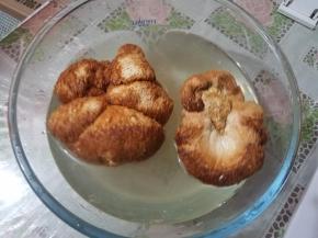 干猴头菇用温水洗净，泡发一夜，手捏菇内无小疙瘩。