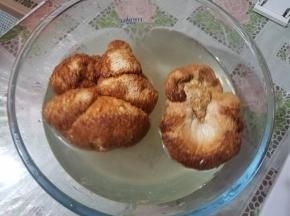 干猴头菇用温水洗净，泡发一夜，手捏菇内无小疙瘩。