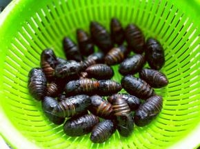 首先蚕蛹一定的新鲜的，活的，冷水冲洗干净。