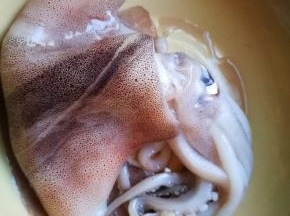 新鲜鱿鱼洗净