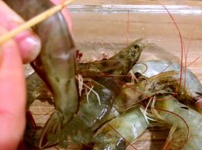 用牙签将虾线挑出来