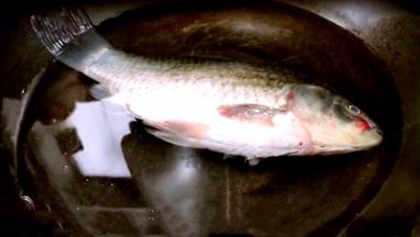 锅置火上，放入适量清水，放入洗净了的鲫鱼，大火煮15分钟