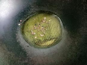 放花椒粒，爆香后捞出不要