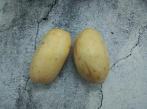 新鲜的莲藕两节