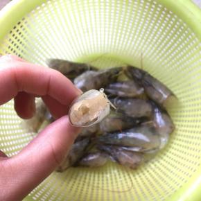 虾腔清洗干净