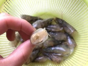 虾腔清洗干净