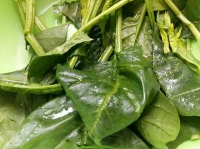 开始制作菠菜汁。菠菜2棵洗净。。