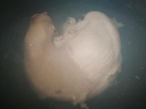 洗净的猪肚冷水下锅，加点料酒，水开后，煮几分钟捞出