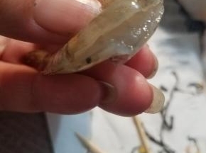 先把大虾清洗干净，剪掉须子，然后背部开一刀，挑出虾线。