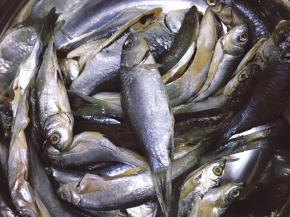 将小鱼去鳞破肚去内脏洗干净沥干水分