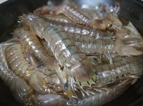 皮皮虾洗净