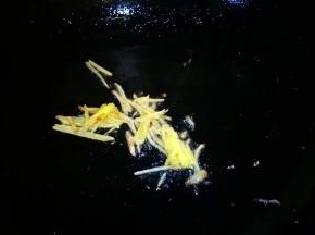 锅中油热放入姜丝