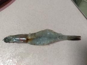 开背大一些，这样油煎出来的虾好看更饱满