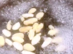 焯熟捞出备用