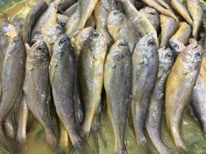 黄渤海的野生小黄花鱼。