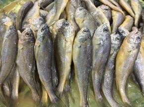 黄渤海的野生小黄花鱼。