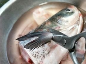 首先将鱼鳍剪掉。