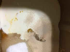 加入酵母