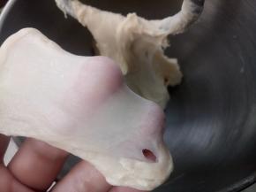 放入厨师机揉，揉到可以拉出这样的膜（大约7-10分钟）