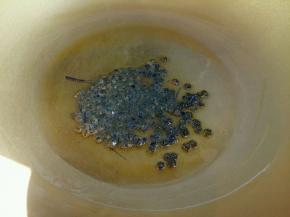 热锅凉油，倒入麻椒小火炒出香味。