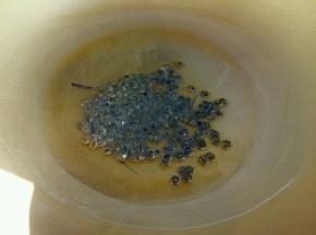 热锅凉油，倒入麻椒小火炒出香味。