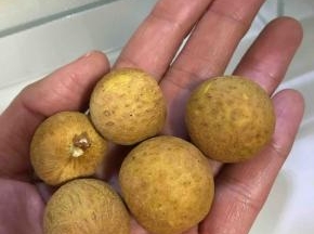 取鲜龙眼一把