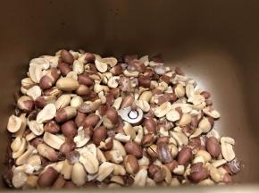 炒干果功能会一边炒一边把花生炒脱的