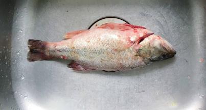 现杀的鲈鱼一条