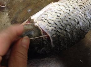 左手揪住小点，慢慢拽出，同时右手用刀平拍鲤鱼帮助取出腥线，两面都要这么做