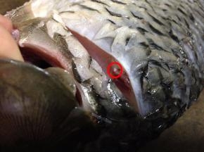 鲤鱼去鳞、去腮、去内脏洗净（这一步交给摊主处理好了），在头部轻轻划一刀，可以看到如图的小白点，这个是鲤鱼的腥线