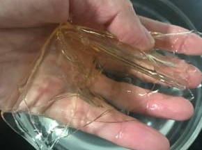 吉利丁片用冰水浸泡到软化