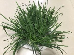 韭菜洗净后放在阳台通风处晾干水分