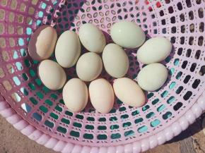 把海鸭蛋洗干净，晾干，无水为止