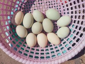 把海鸭蛋洗干净，晾干，无水为止