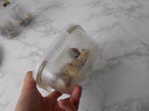 将煮好的鹌鹑蛋过下凉水后放进保鲜盒中，玻璃的塑料的都可以，然后开始使劲摇晃几下，这时，可听见蛋壳破碎的声音。