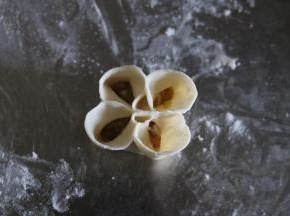 捏好以后就有了一个基础的四瓣花形；