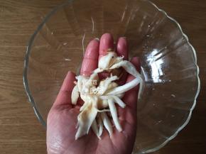 这时杏鲍菇丝也腌制好了，用手尽量挤干水分；