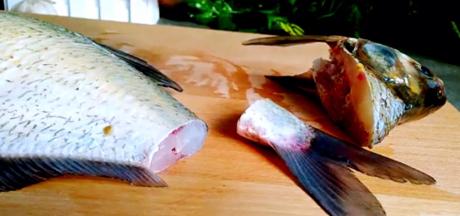 再将沥干水的鱼，直刀切下鱼头和鱼尾